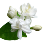 Jasmine Flower